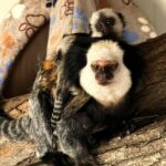 Мармозетки на Жофроа