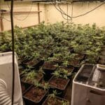 Наркооранжерия