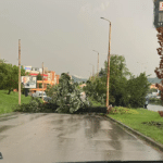 Паднало дърво