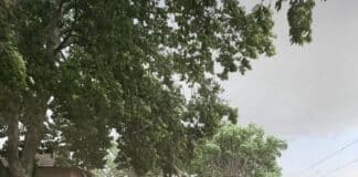 Паднало дърво