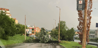 Паднало дърво