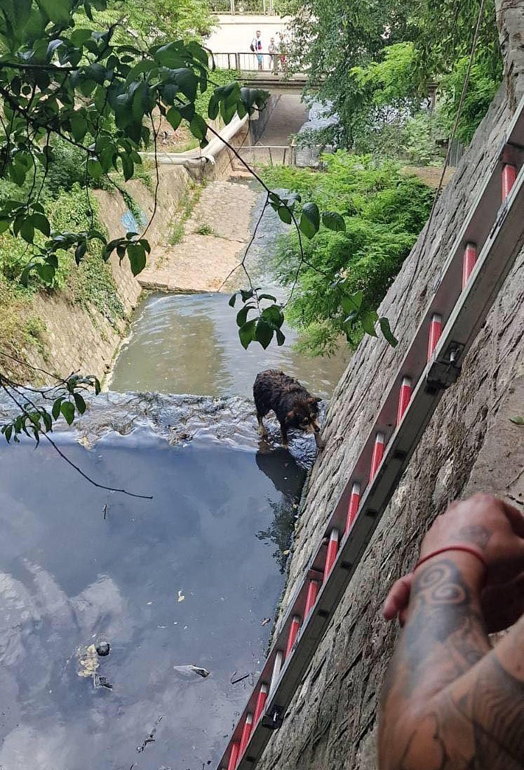Кученцето паднало в Шокъровия канал е спасено след лична намеса