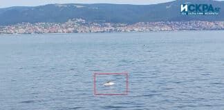 Умрял делфин