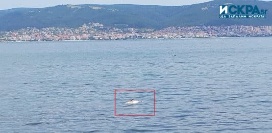 Умрял делфин