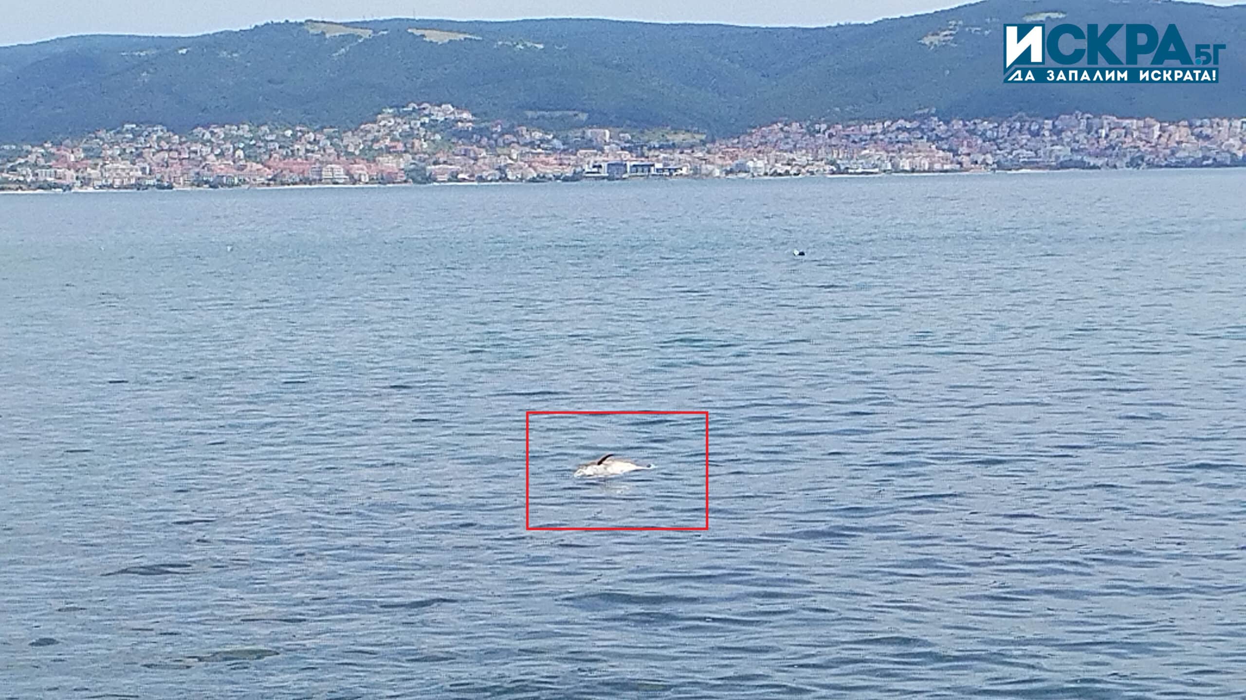 Умрял делфин е забелязан в морето край пристанището в Несебър
