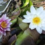 Водни лилии