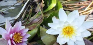 Водни лилии