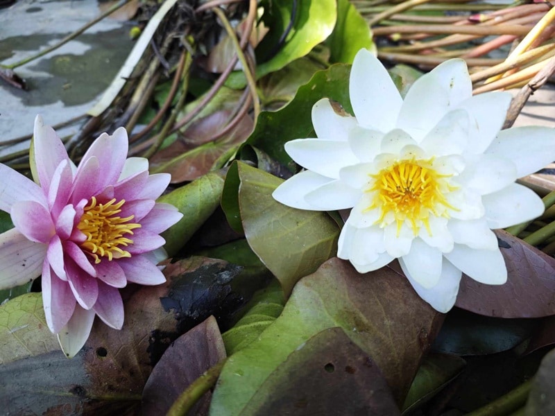 Близо 200 водни лилии ще радват с цветовете и аромата