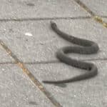 Змия в Дупница