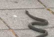 Змия в Дупница