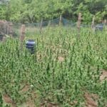 Насажденията, РУ-Казанлък