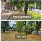 Дървета в София