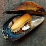 Мида със стиропор