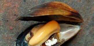 Мида със стиропор