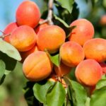 Кайсии на дърво