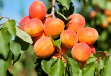 Кайсии на дърво