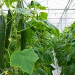 Краставици