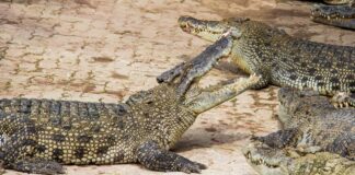 Крокодили