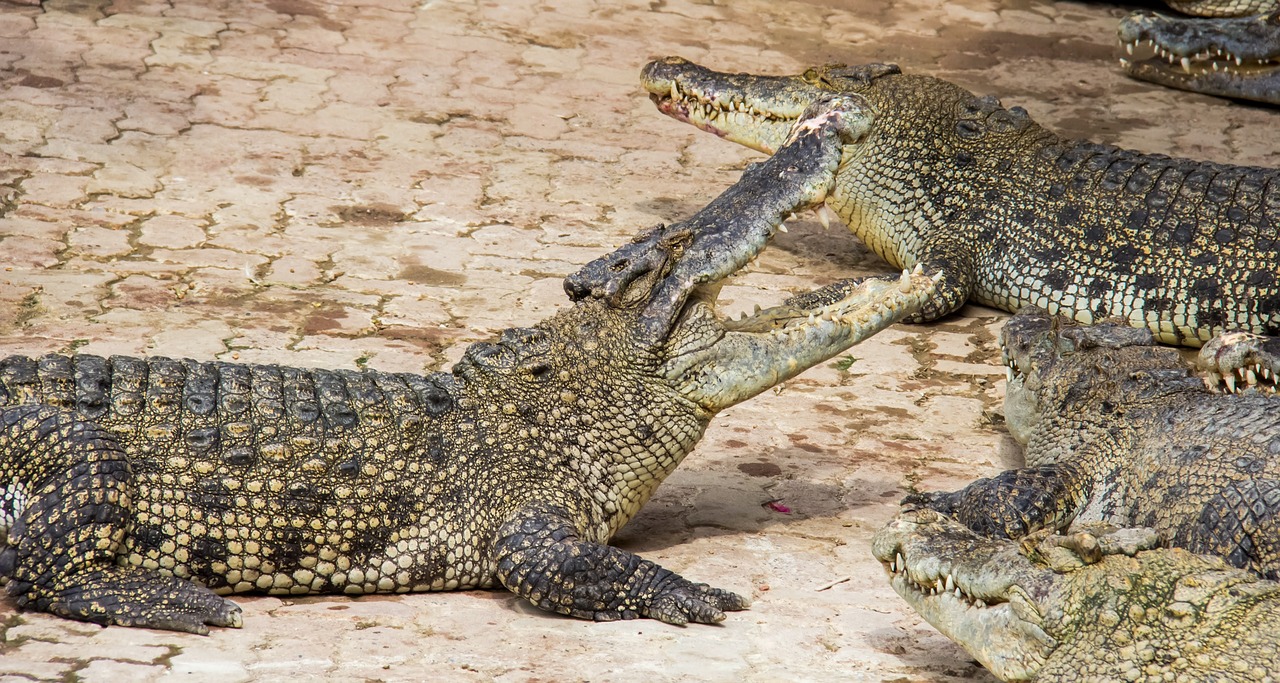 Проливните дъждове свързани с урагана Берил и предшестващата го тропическа
