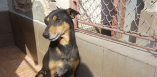 Куче от приюта Приятел завинаги в Пловдив