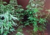 Отглеждане на растения марихуана