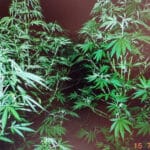 Отглеждане на растения марихуана