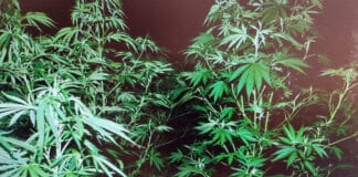 Отглеждане на растения марихуана