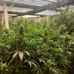 Марихуана, разкрита в Нова Загора