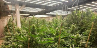 Марихуана, разкрита в Нова Загора