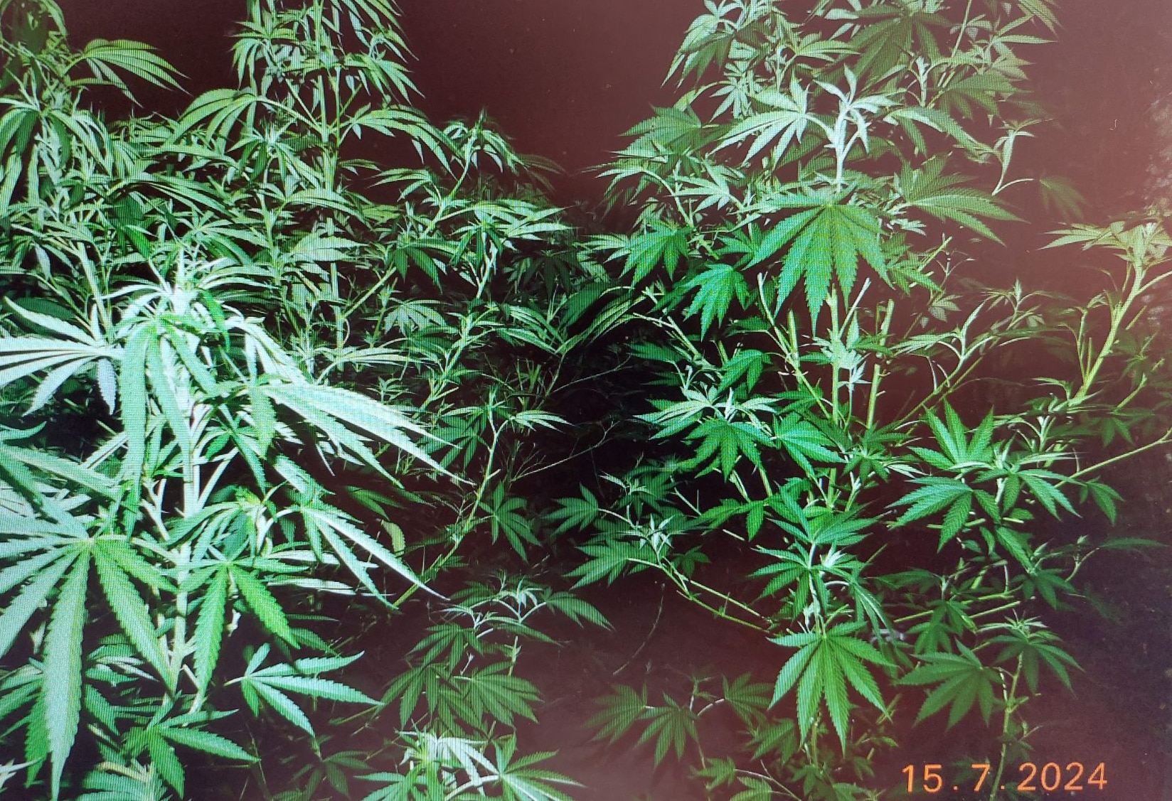 Голямо количество наркотици е иззето при обиск на частен имот