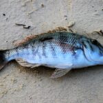 Мъртва риба