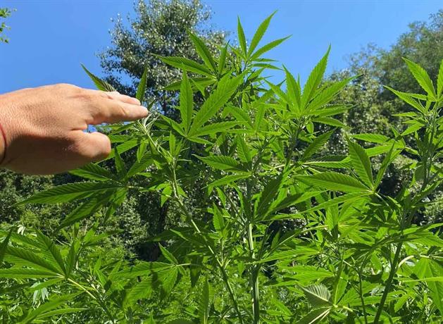 Специализираната полицейска операция за противодействие на престъпления с наркотични вещества