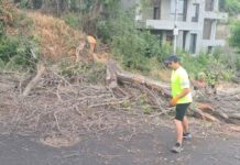 Опасно дърво