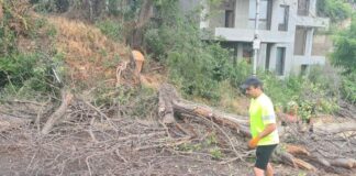 Опасно дърво