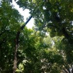 Опасното дърво във Видин