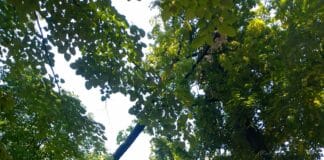 Опасното дърво във Видин