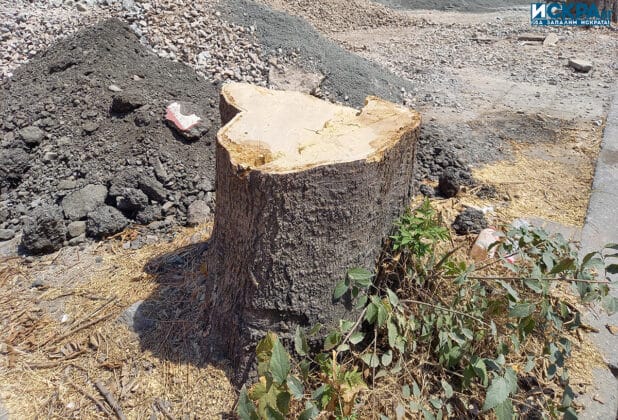 Отсечени дървета на ул Гладстон в жк Възраждане Бургас 2