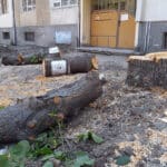 Отсечени дървета по улица "Гладстон" в Бургас