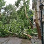 Паднали дървета след мощната лятна буря в Свищов