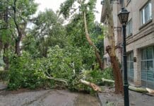 Паднали дървета след мощната лятна буря в Свищов