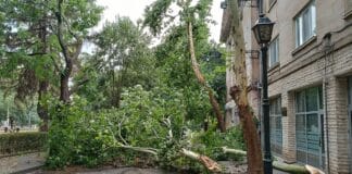 Паднали дървета след мощната лятна буря в Свищов