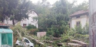 Паднали дървета са затиснали автомобил след мощната лятна буря в Плевен