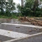 Паднали клони