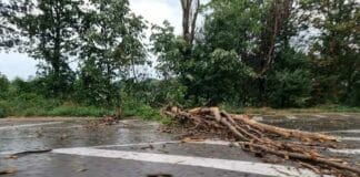 Паднали клони