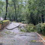 Паднало клон в Морската градина на Бургас