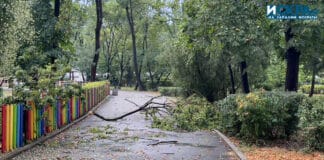 Паднало клон в Морската градина на Бургас