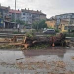 Паднало дърво в Плевен след поройния дъжд