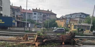 Паднало дърво в Плевен след поройния дъжд