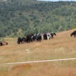 Паша на животни в планината