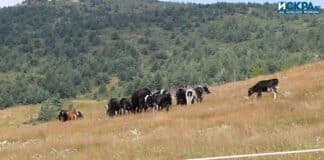 Паша на животни в планината